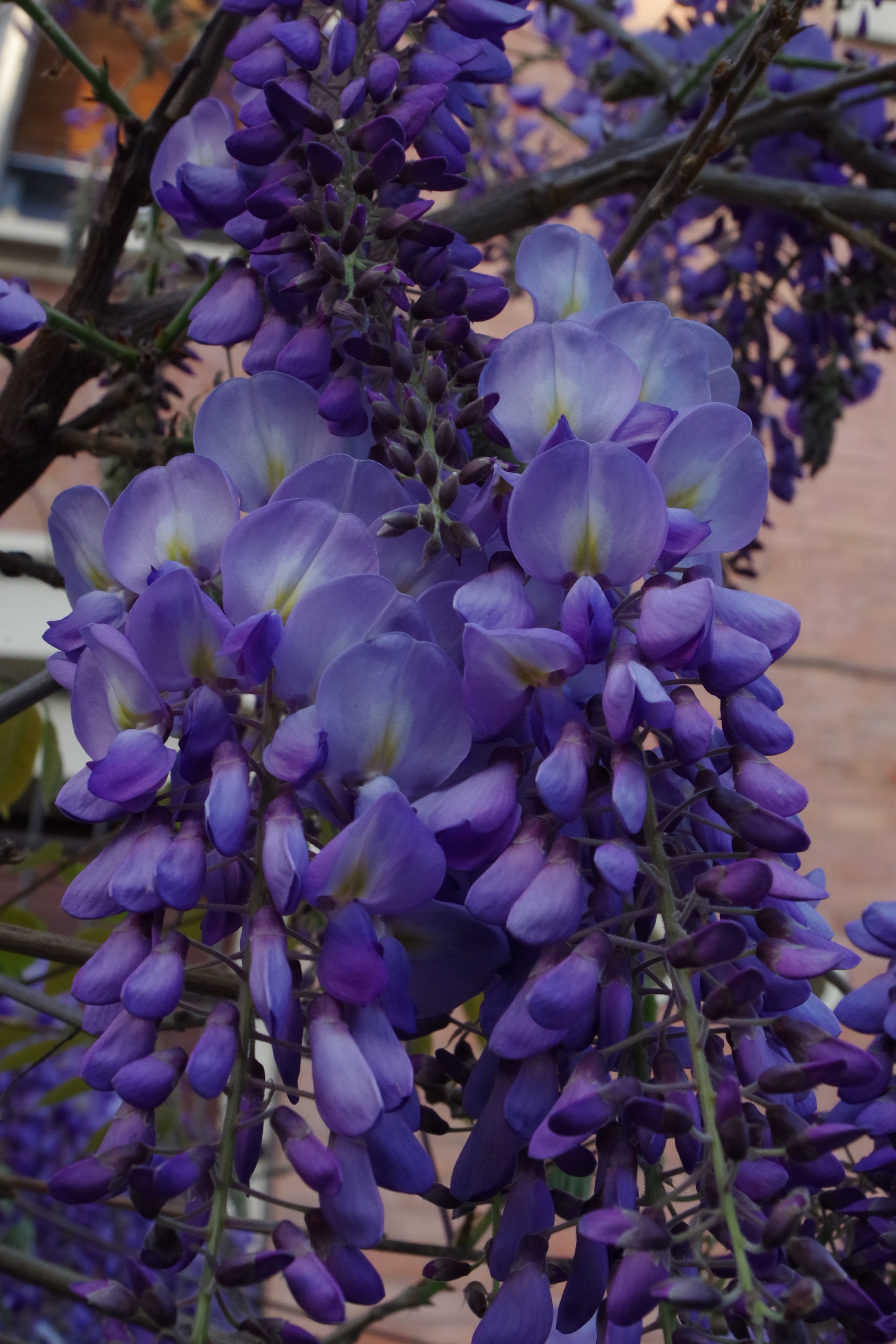 Wisteria sinensis  di @Virginia_Billè