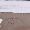 Ring-billed Gull