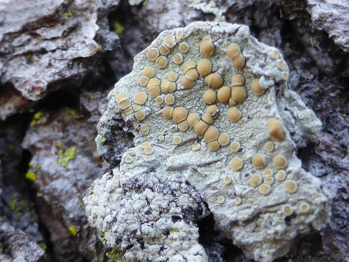 Rim Lichen