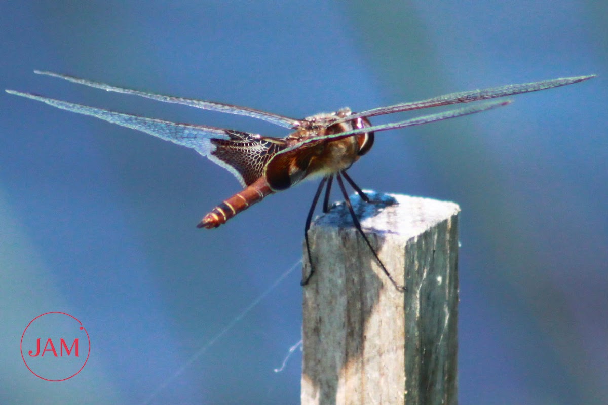 Carolina Saddlebags Skimmer Dragonfly