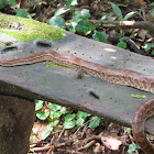 Jiboia arco-íris do Cerrado