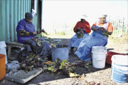 Community workers: Members of the Masincedane Vegetable Project cleaning beetroots. Photo: Unathi Obose