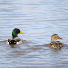 Mallard duck (with canada goose)