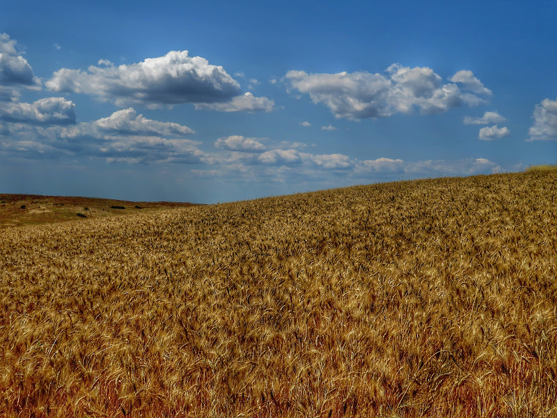 La collina di grano di Giorgio Lucca