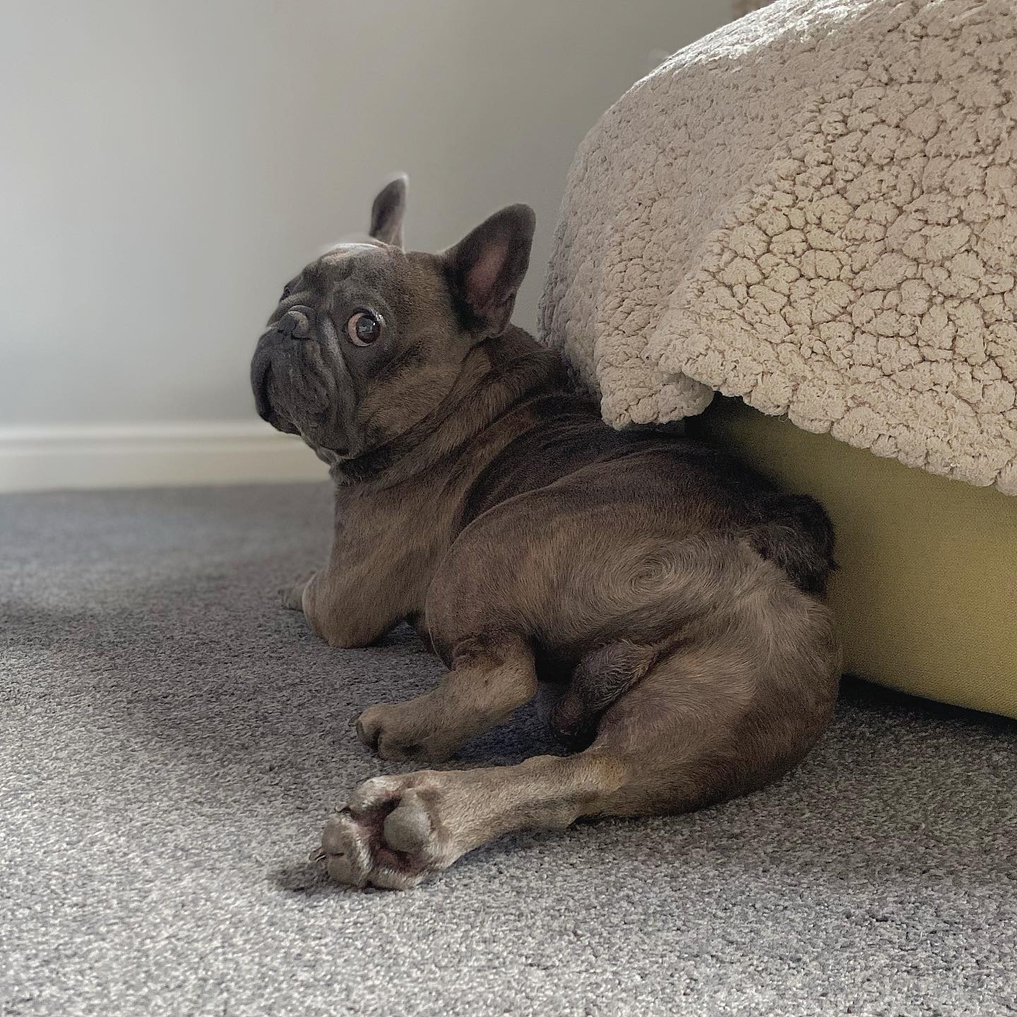 Photo by ᑎᗩᑕᕼO | ᖴᖇEᑎᑕᕼIE ???????????????????????????? on August 10, 2023. May be an image of Boston terrier and beanbag chair.