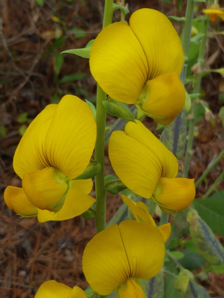 Showy Rattlebox