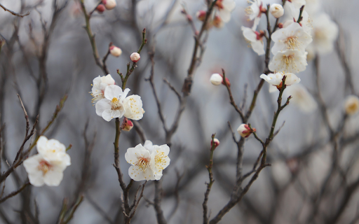 Plum blossoms white flowers