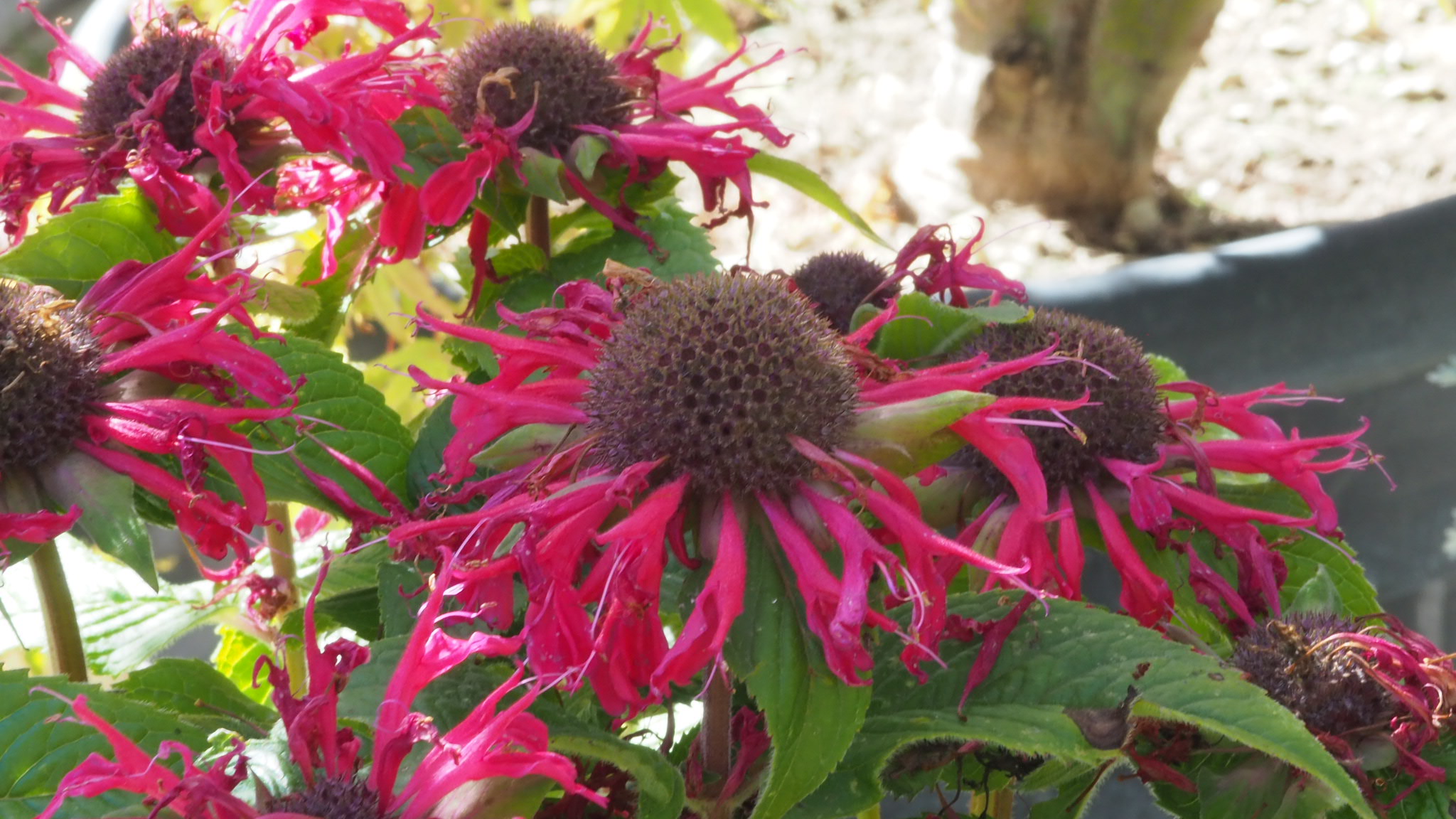 Verdecora Los Peñotes Alcobendas