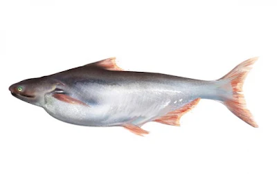 Fish - Indian Basa - 1 kg