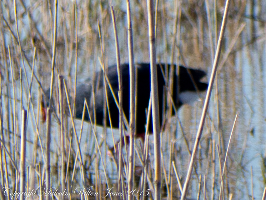 Purple Gallinule; Calamón