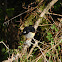 South Island Tomtit (male)