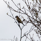 Goldfinch