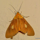 asota moth