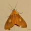 asota moth