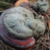 Red Banded Polypore