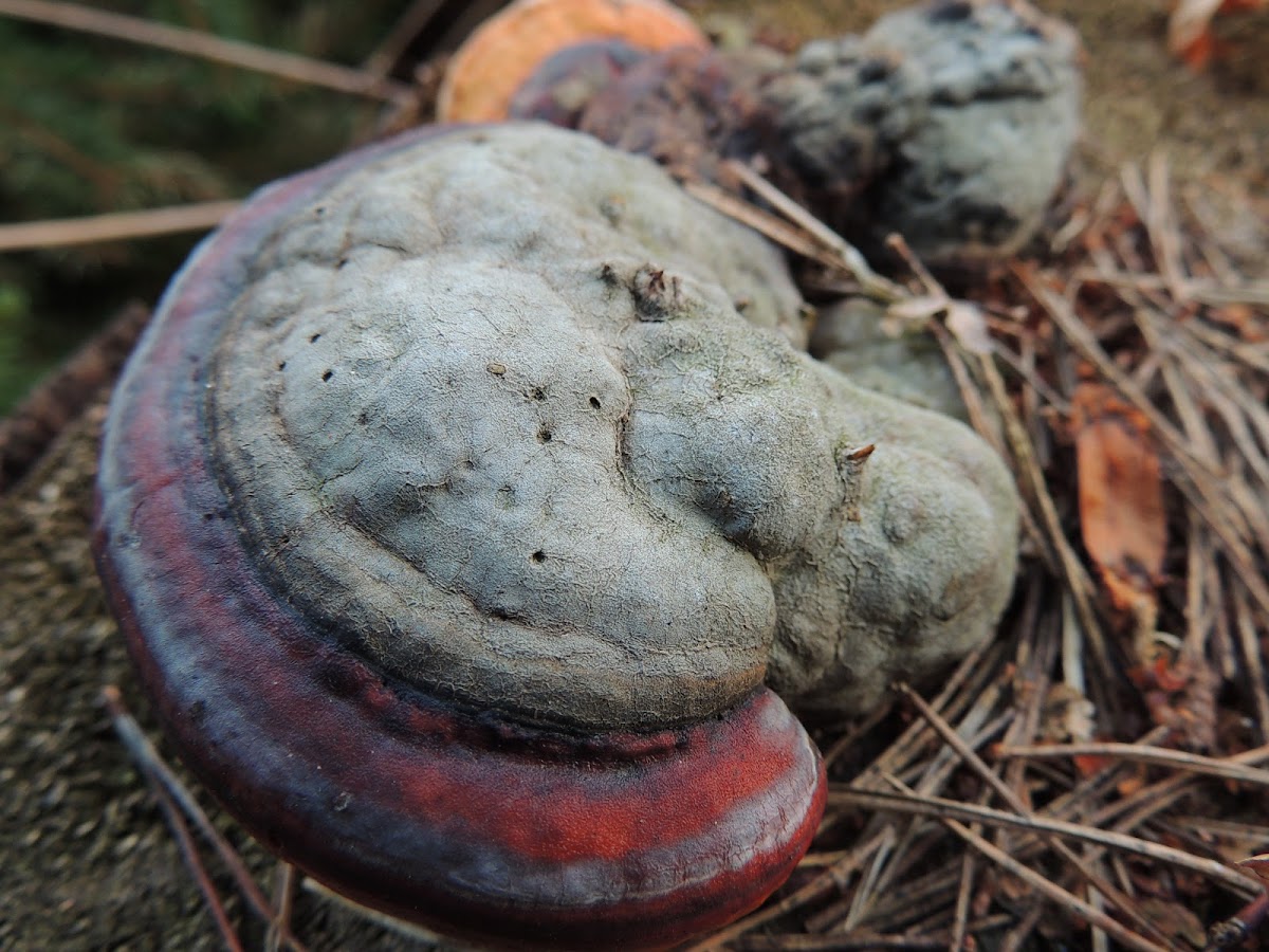 Red Banded Polypore