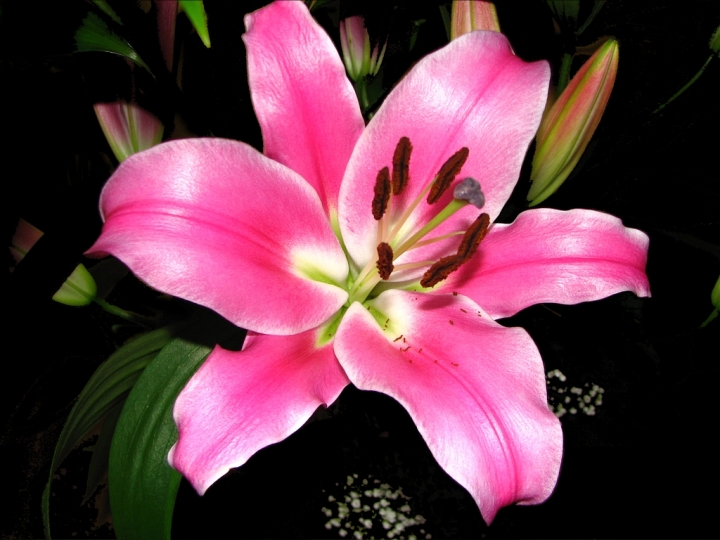 Lilium di Simone De Barba