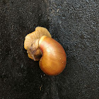 Giant African Land Snail