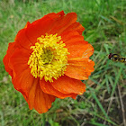 Siberian Poppy