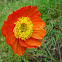 Siberian Poppy