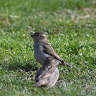 Passerine Bird