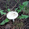 Russula