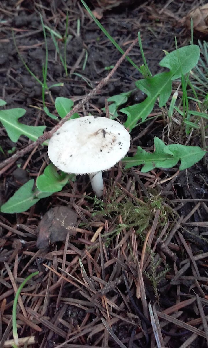 Russula