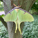 Luna moth