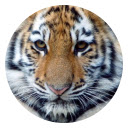 Tiger HD New Tabs Popular Animals Themes