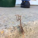 Praying Mantis