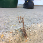 Praying Mantis