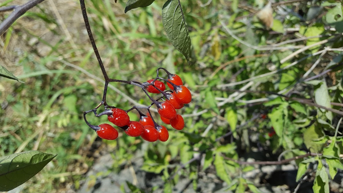 bittersweet nightshade