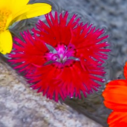 花梨
