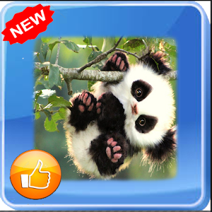 Download Panda Wallpapers For PC Windows and Mac