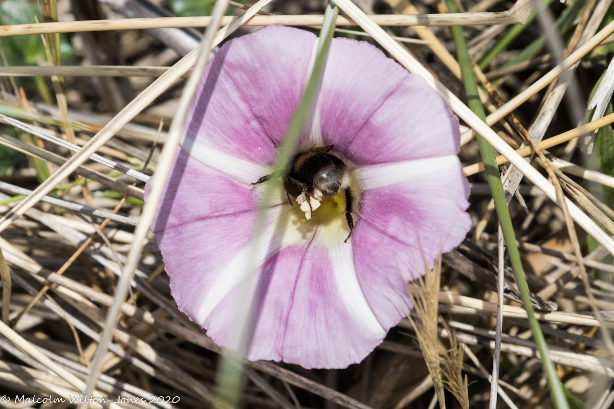 Buff-tailed Bumble Bee