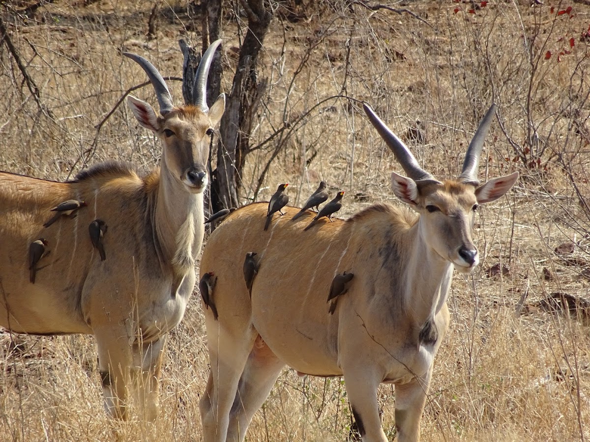 Common Eland