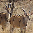 Common Eland