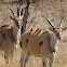 Common Eland