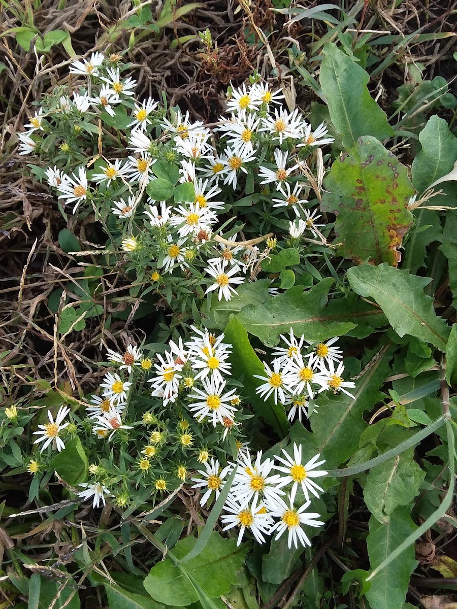 Lawn Daisy