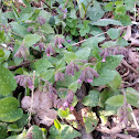 Common lungwort