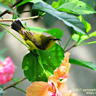 Olive-backed Sunbird ♀