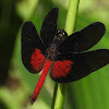 Black-and-red Dragonfly