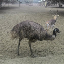 Emu