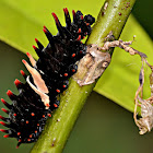 CATERPILLAR