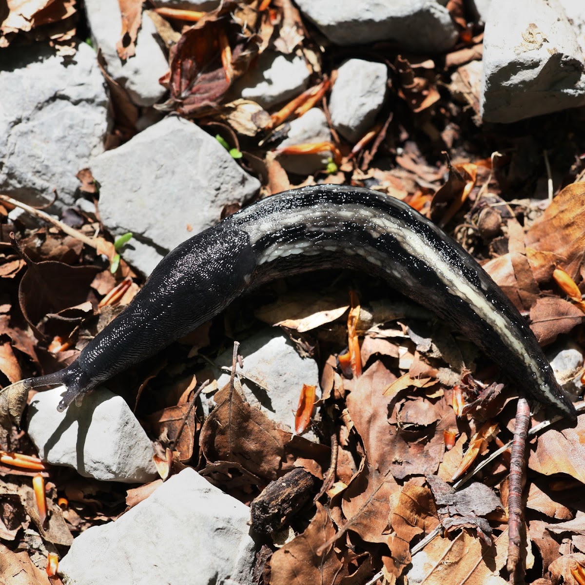 The Black Keel Back Slug