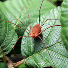 Harvestmen