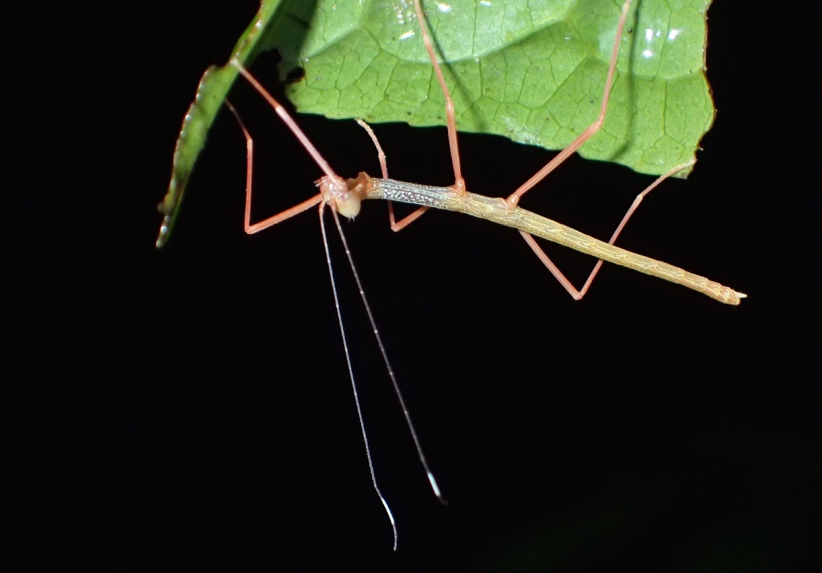 Stick Insect, Phasmid - nymph