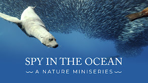 Spy in the Ocean, A Nature Miniseries thumbnail