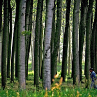 Cammino nel silenzio dei miei passi .... di 