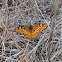 Variegated Fritillary